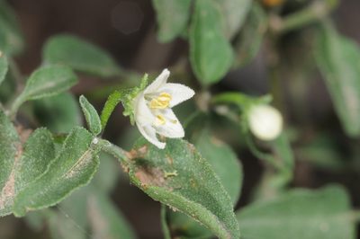 Capsicum chacoense, photographed by aacocucci
