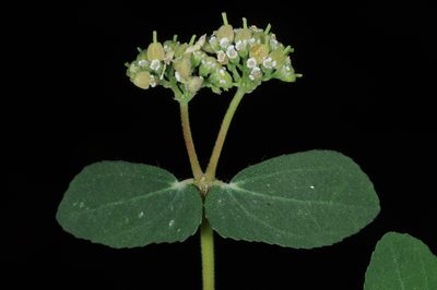 Euphorbia berteroana, photographed by aacocucci