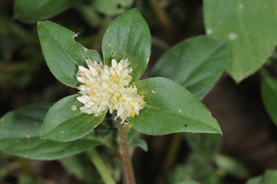 Gomphrena martiana, photographed by aacocucci