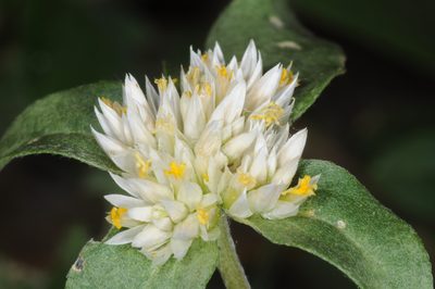 Gomphrena martiana, photographed by aacocucci