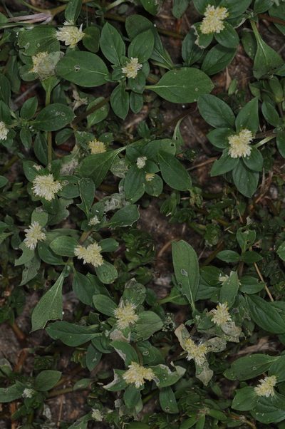 Gomphrena martiana, photographed by aacocucci