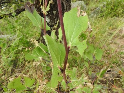 Senecio sessilifolius, photographed by Oscar Alejandro Morales Juárez