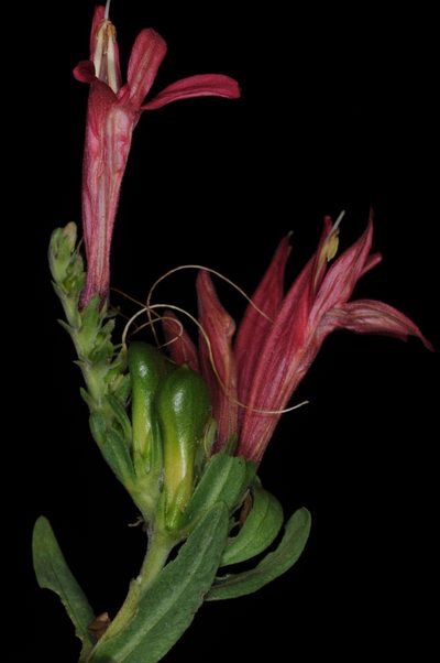 Justicia xylosteoides, photographed by aacocucci