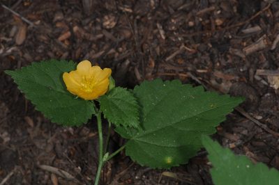 Pseudabutilon virgatum, photographed by aacocucci