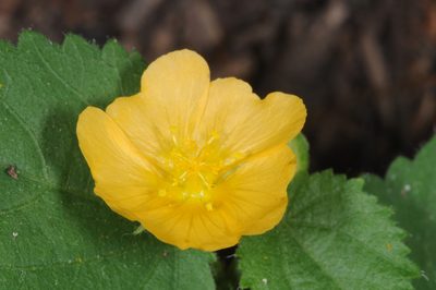 Pseudabutilon virgatum, photographed by aacocucci