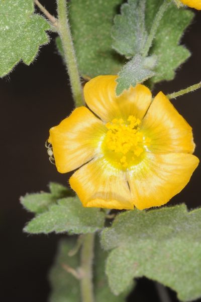 Pseudabutilon virgatum, photographed by aacocucci