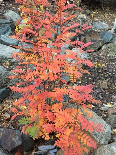 Sorbus californica, photographed by Lindsey K. Wise