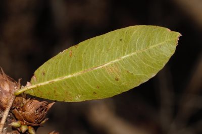 Ochna natalitia, photographed by i_c_riddell