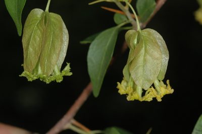 Bougainvillea stipitata, photographed by aacocucci