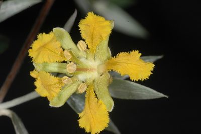 Mionandra argentea, photographed by aacocucci