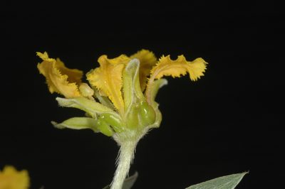 Mionandra argentea, photographed by aacocucci