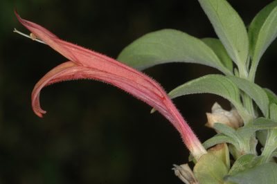 Dicliptera scutellata, photographed by aacocucci