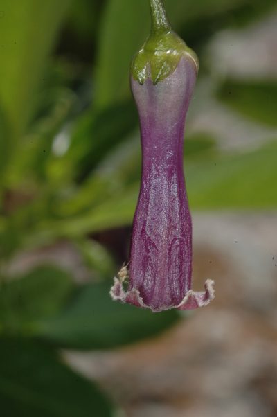 Dunalia brachyacantha, photographed by aacocucci