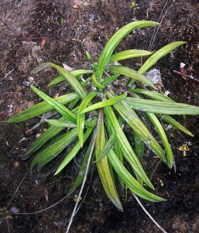 Celmisia adamsii, photographed by Peter de Lange