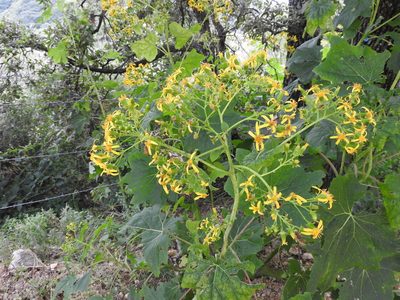 Roldana angulifolia, photographed by Oscar Alejandro Morales Juárez