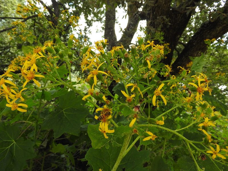 Roldana angulifolia, photographed by Oscar Alejandro Morales Juárez
