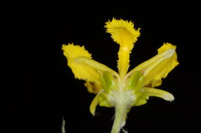 Mionandra argentea, photographed by aacocucci