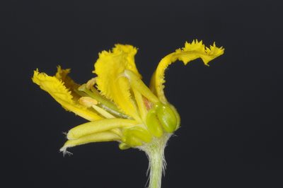 Mionandra argentea, photographed by aacocucci