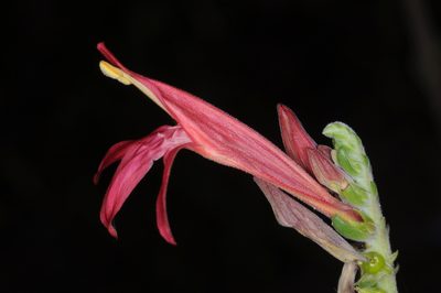 Justicia xylosteoides, photographed by aacocucci