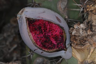 Cereus forbesii, photographed by aacocucci