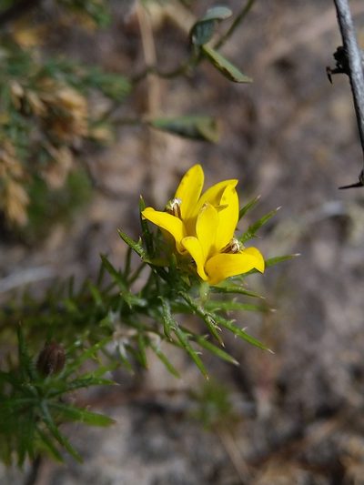 Monopsis variifolia, photographed by Jacques van der Merwe