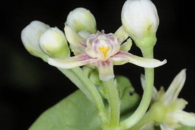 Cynanchum montevidense, photographed by aacocucci