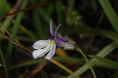 Lobelia nana, photographed by aacocucci