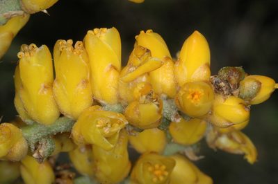 Dyckia floribunda, photographed by aacocucci