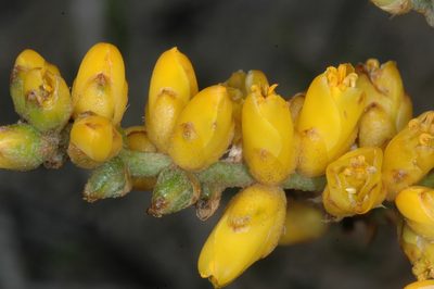 Dyckia floribunda, photographed by aacocucci