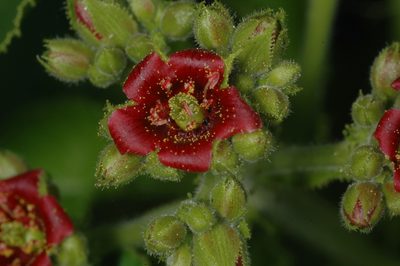 Jatropha excisa, photographed by aacocucci