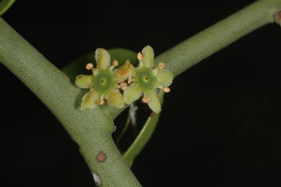 Maytenus spinosa, photographed by aacocucci
