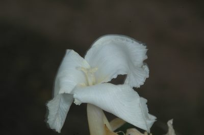 Tillandsia xiphioides, photographed by aacocucci