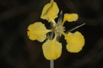 Tricomaria usillo, photographed by aacocucci