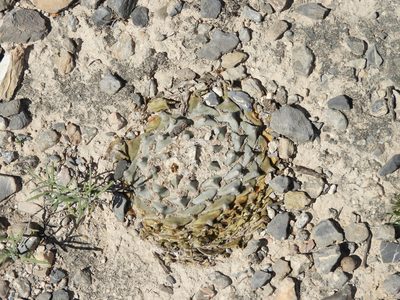 Ariocarpus retusus, photographed by Leticia Jiménez Hernández