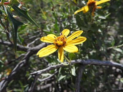 Calanticaria greggii, photographed by Leticia Jiménez Hernández