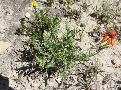 Gaillardia comosa, photographed by Leticia Jiménez Hernández