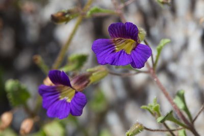 Stemodia pusilla, photographed by Ken-ichi Ueda