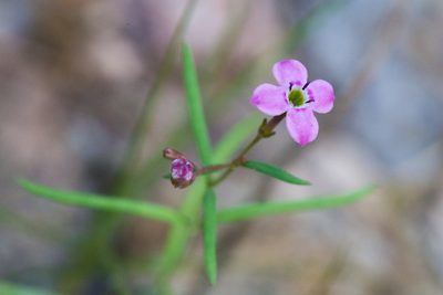 Stenotis asperuloides, photographed by Ken-ichi Ueda