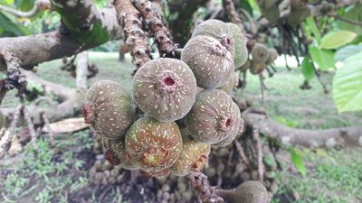 Ficus auriculata, photographed by Ong Jyh Seng