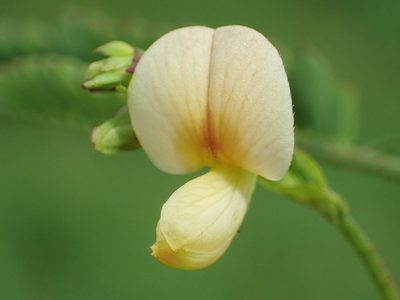 Aeschynomene indica, photographed by 葉子