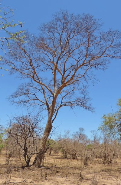 Guibourtia conjugata, photographed by i_c_riddell
