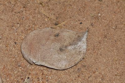 Guibourtia conjugata, photographed by i_c_riddell