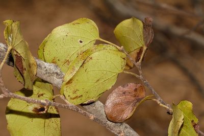 Guibourtia conjugata, photographed by i_c_riddell
