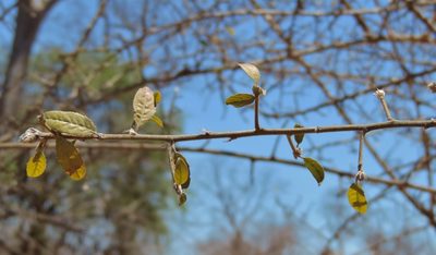 Hugonia orientalis, photographed by i_c_riddell