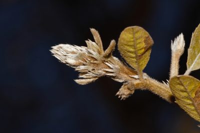 Hugonia orientalis, photographed by i_c_riddell
