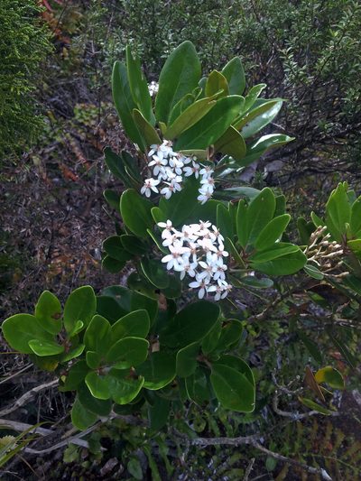 Olearia townsonii, photographed by Peter de Lange