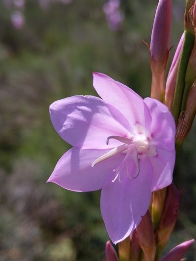 Watsonia marginata, photographed by Jacques van der Merwe