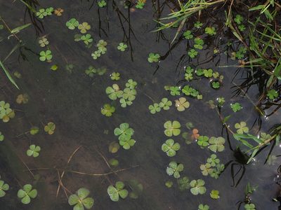 Marsilea minuta, photographed by 葉子