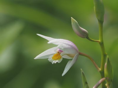 Bletilla formosana, photographed by 葉子