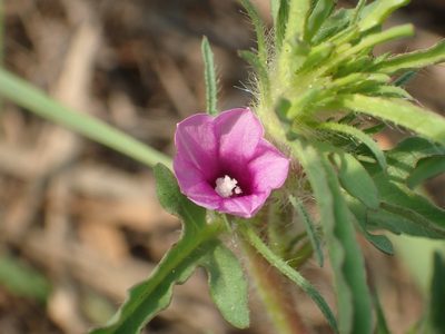 Ipomoea polymorpha, photographed by 葉子